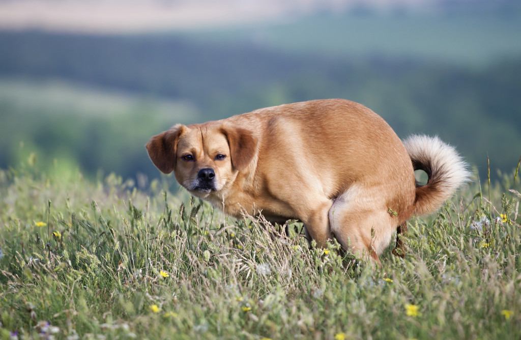 Dog-Pooping-1024x668.jpg