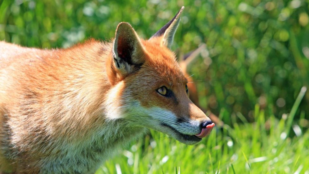 Red Fox Licking