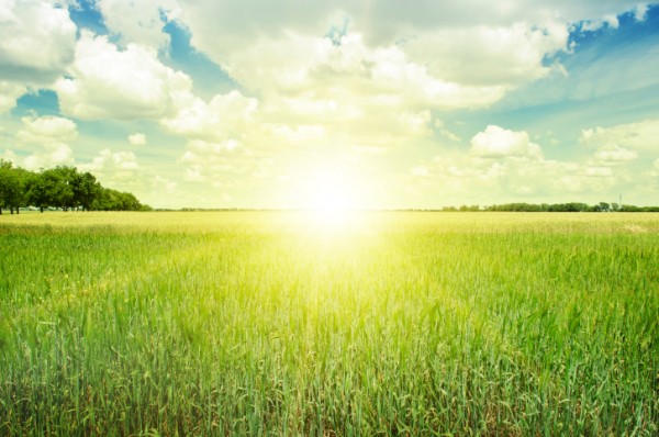 Sunset in a Field