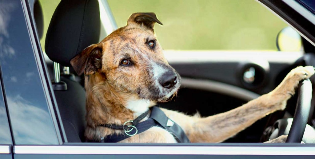 Dog driving a car