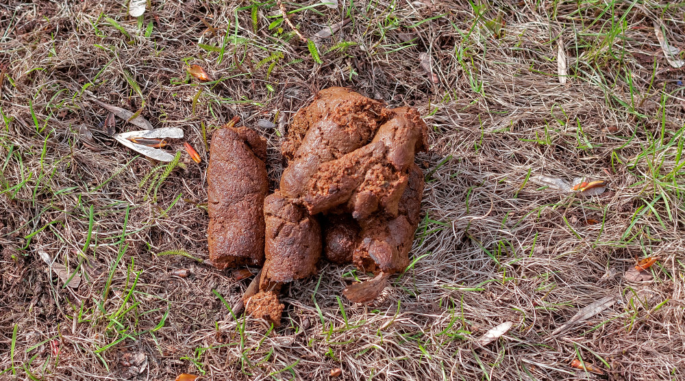 Jasmine Dog Poop