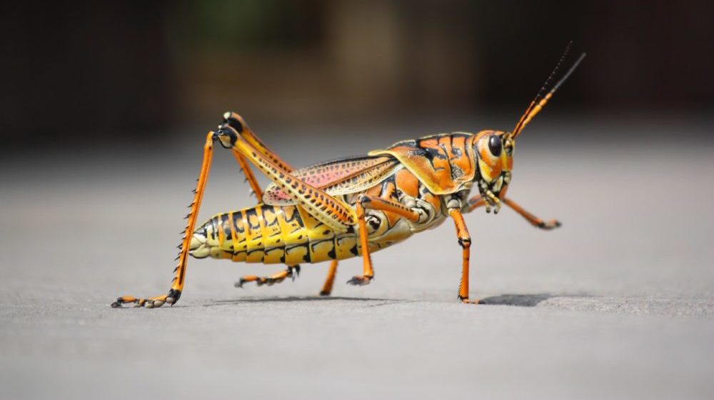 Hi, I'm a Bug. Please Don't Start Eating Us