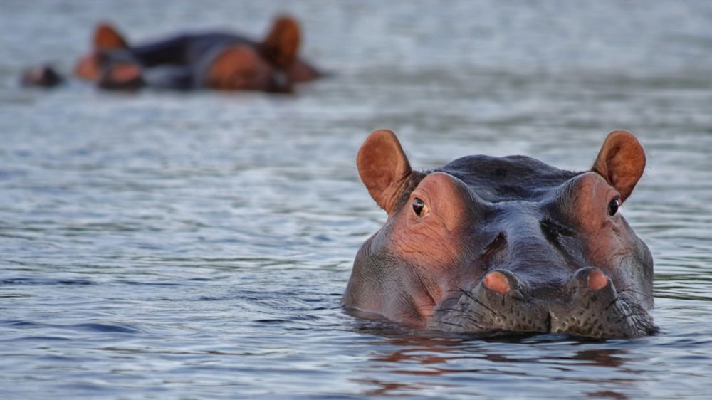 hippo-hippopotamus-animal-look-46540-e15
