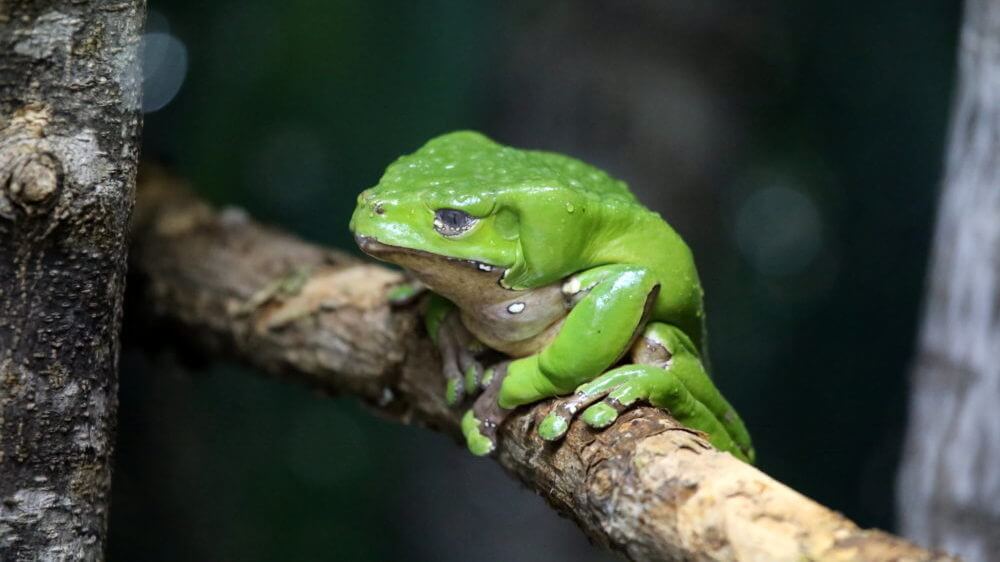 Waxy Monkey Tree Frog