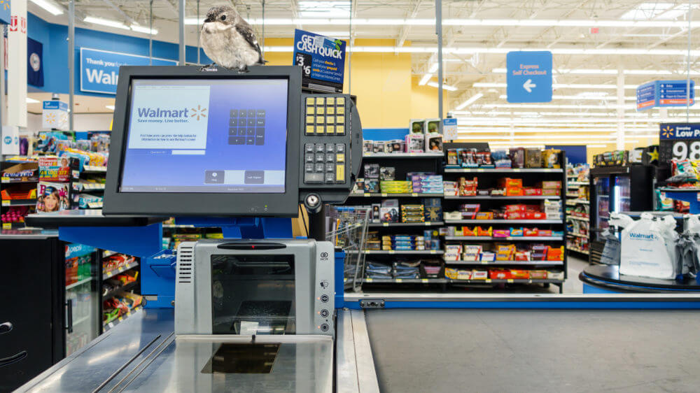 Bird in Walmart