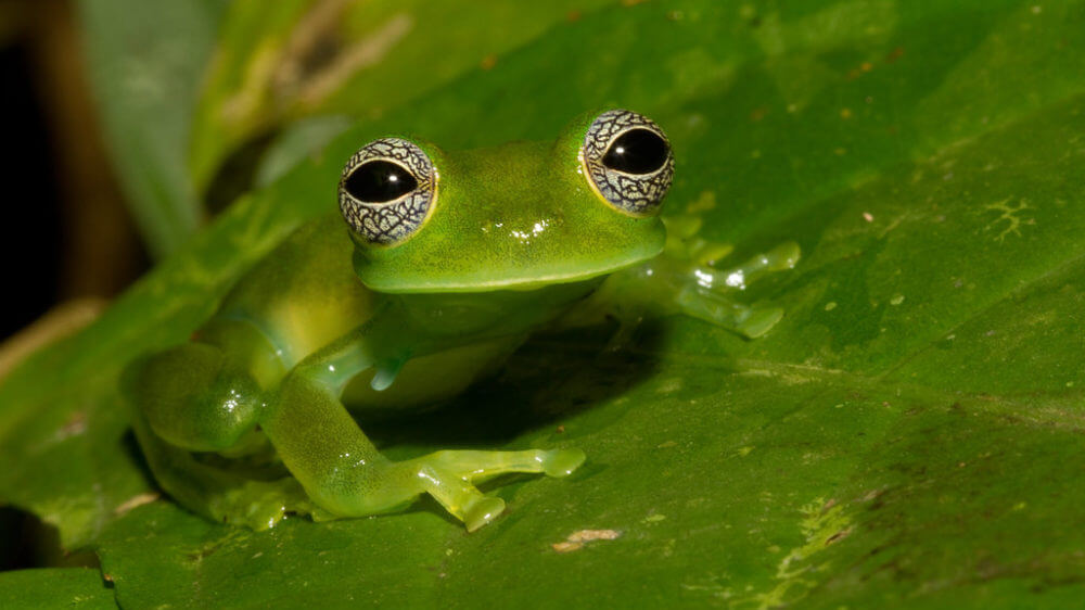 Ghost Glass Frog