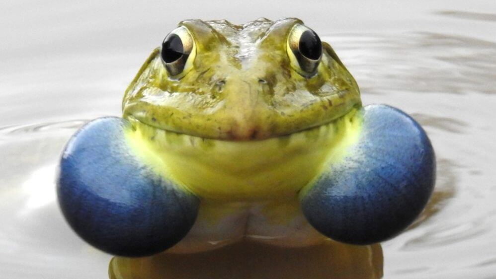 Indian Bullfrog