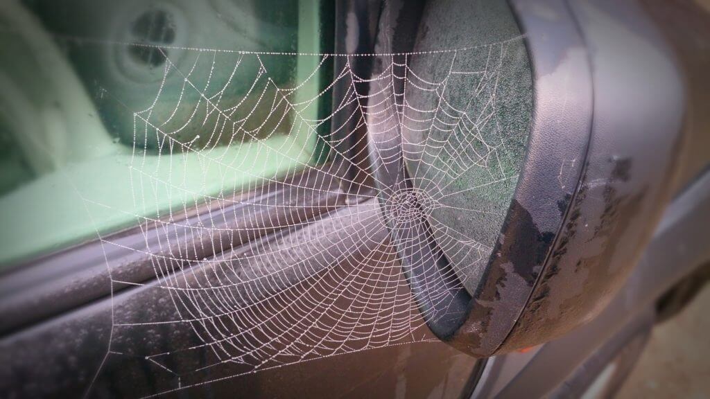 Spider Web on Car
