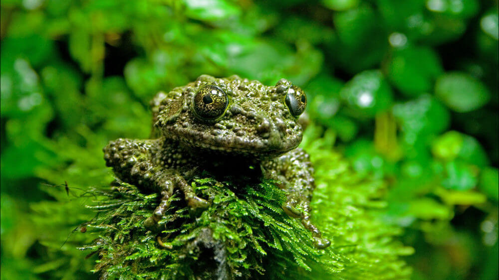 Vietnamese Mossy Frog