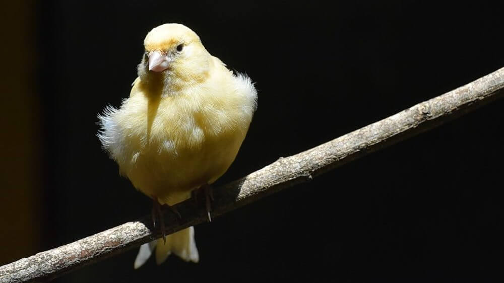 Canary Songbird Coal Mine