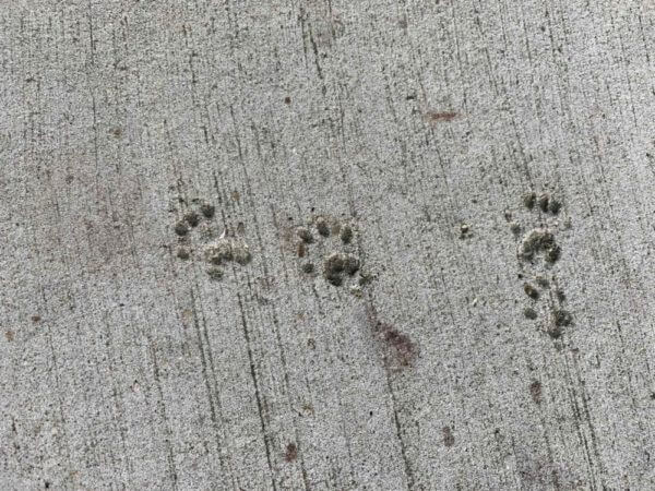 Raccoon prints