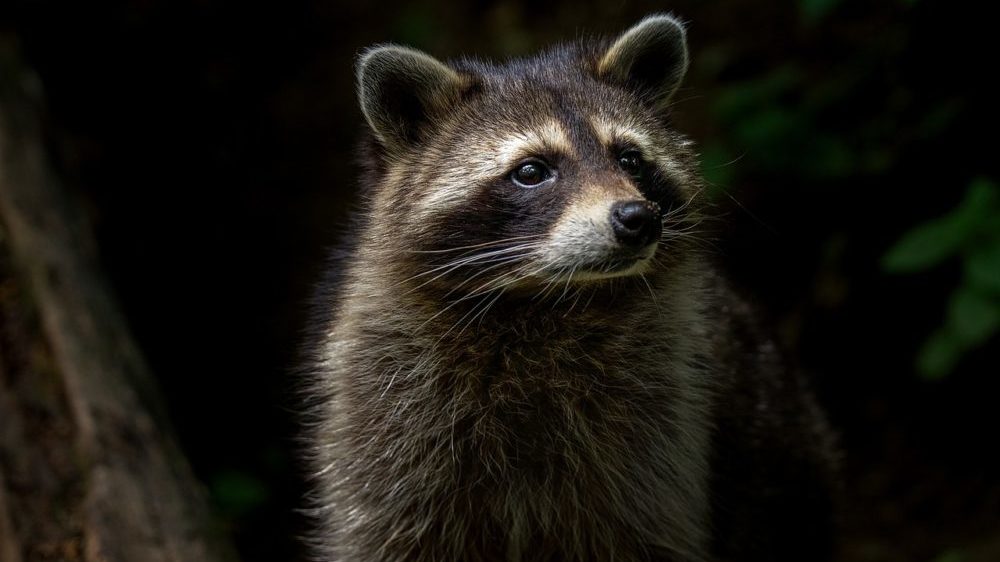 Raccoon in Woods