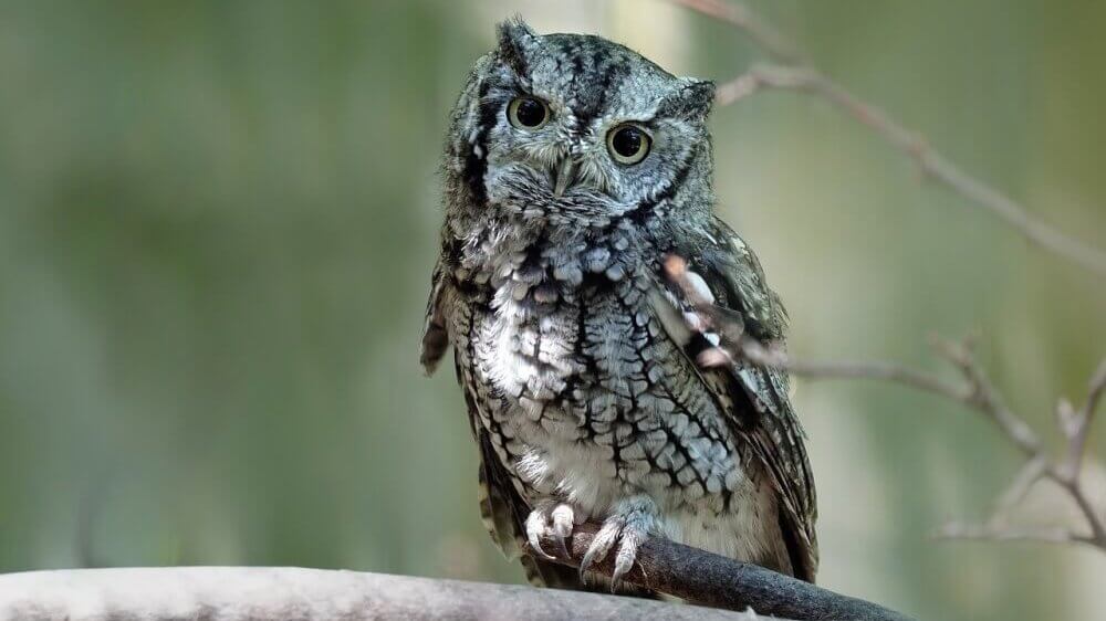 Eastern Screech Owl