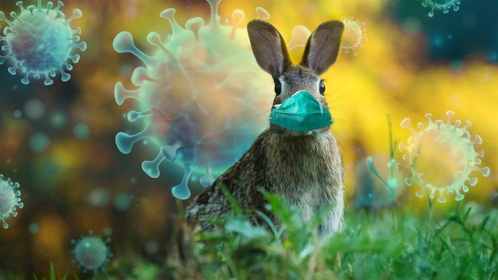 Easter Bunny coronavirusvirus