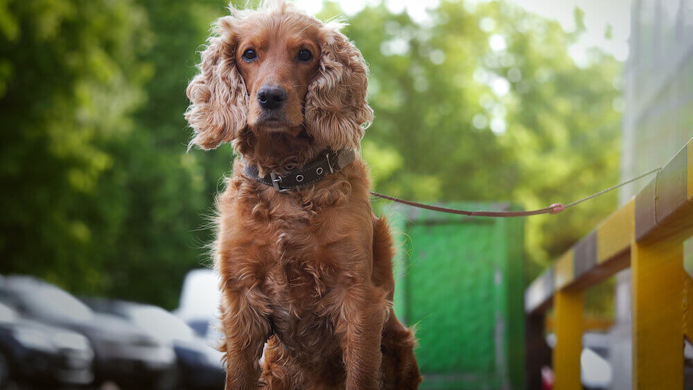 Dog tied up outside restaurant