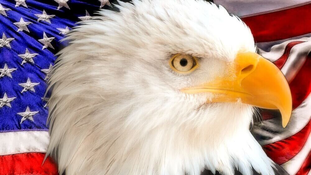 Bald Eagle American Flag