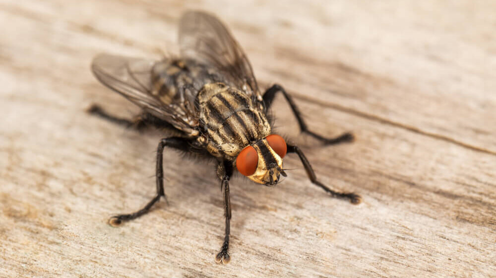 House fly