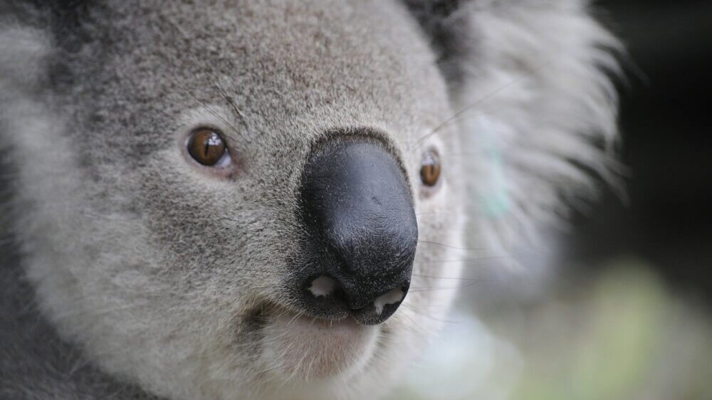 Koala in Tree