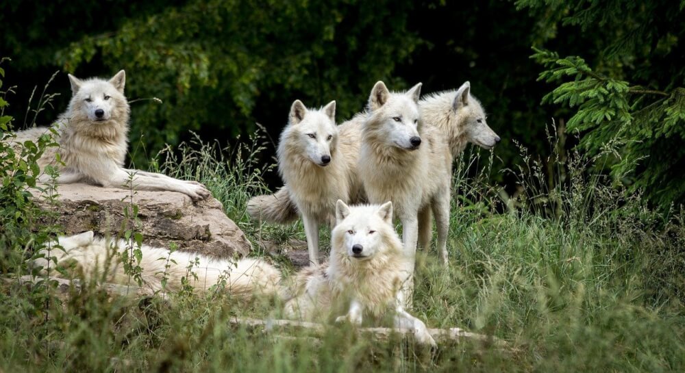 Pack of Wolves