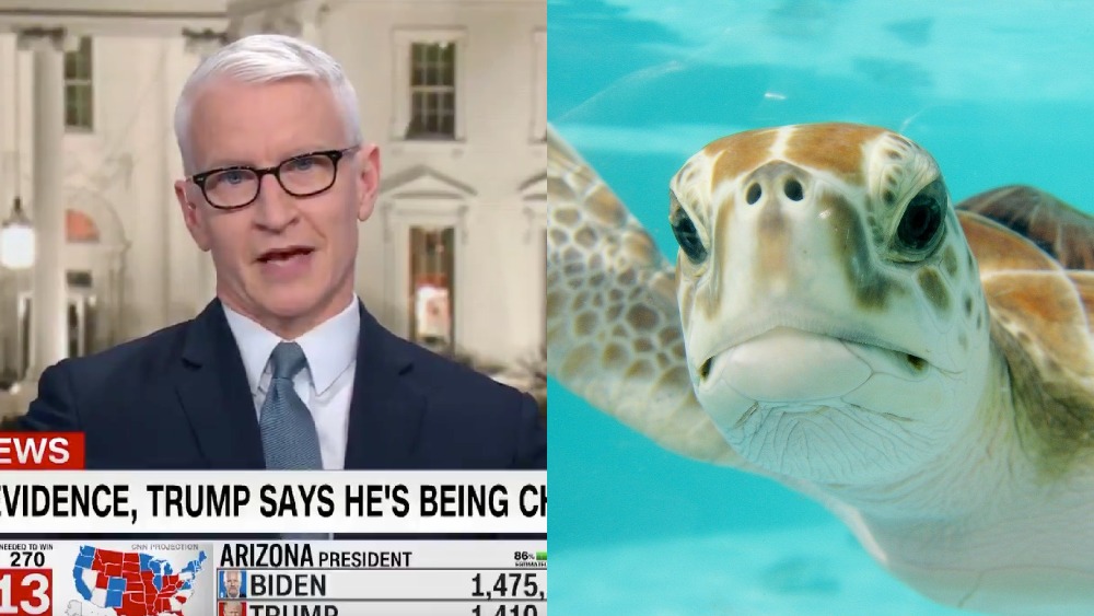 Anderson Cooper turtle