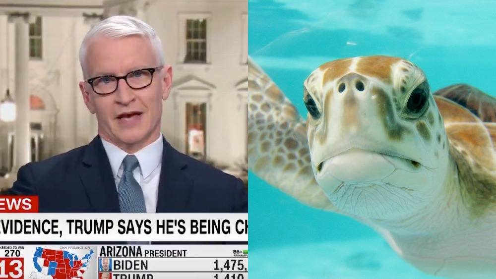 Anderson Cooper turtle