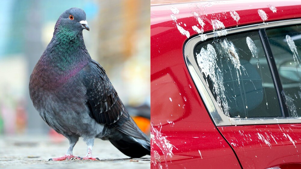 Pigeon Pooping